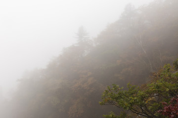 autumn colours through the mist and rain