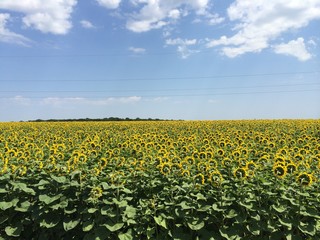 Fototapeta premium Ukraine country road 