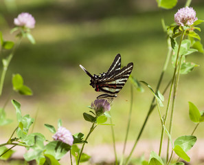 Zebra Swallowtail (2)