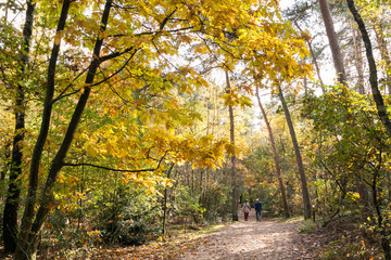 Senior couple walking in the woods on a sunny day in autumn, Utrechtse Heuvelrug, Netherlands