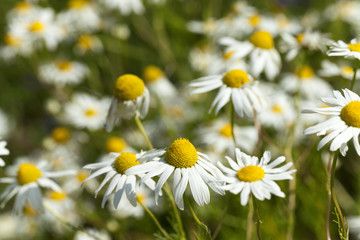 white daisy   in bloom
