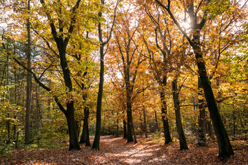 Hiking trail and colourful autumn trees on a sunny day in Utrechtse Heuvelrug, Netherlands