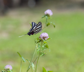 Zebra Swallowtail (1)
