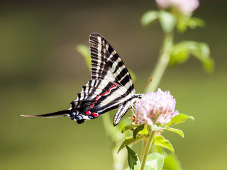 Zebra Swallowtail (3) © spacecatmo