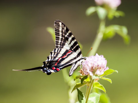 Zebra Swallowtail (3)