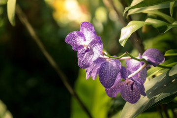Beautiful blooming orchids in forest
