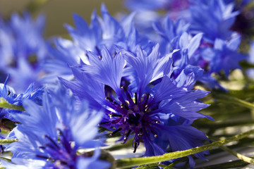 blue cornflower  . spring