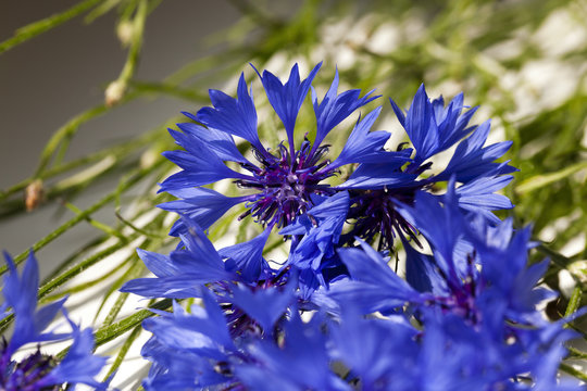 Fototapeta cornflower  . summer. weed
