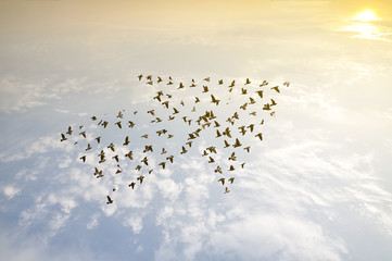 Birds on sky , growth development concept  - obrazy, fototapety, plakaty