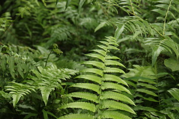 blur nature green background