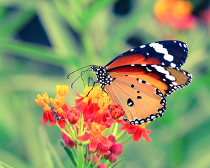 Butterfly on orange flower