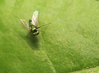 Bug and small insect