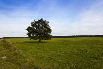 Fototapeta na wymiar tree in the field 