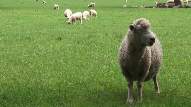  Merino sheep in the paddock New Zealand