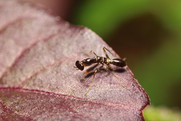 Bug and small insect