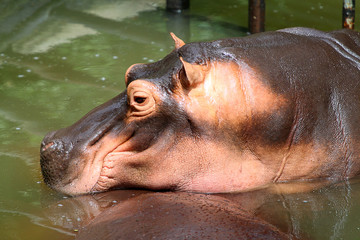 Hippopotamus, Hippopotamus amphibius..