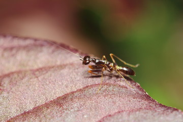 Bug and small insect