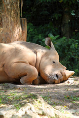 Fototapeta premium Rhino / rhinoceros ..
