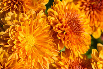 Autumn Mums or Chrysanthemums in bloom