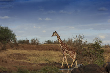 Giraffes in Africa