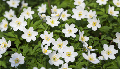 Obraz premium spring flowers . close-up