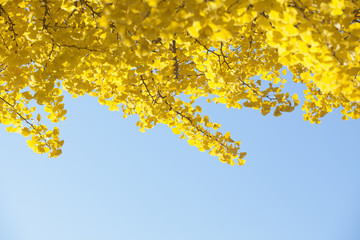 yellow ginkgo leaves in autumn