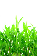 green grass isolated on white background
