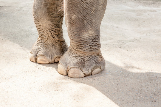 two elephant legs
