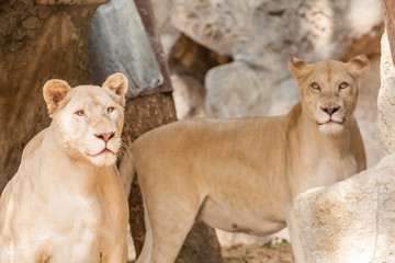 Two lions looking