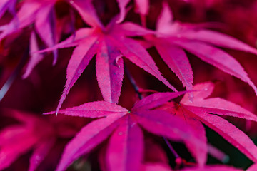 Japanese maple, Acer palmatum with red leaves in autumn. Fall season treetops against dark background