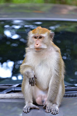 Fototapeta premium Monkey on a tree..