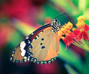 Butterfly on orange flower