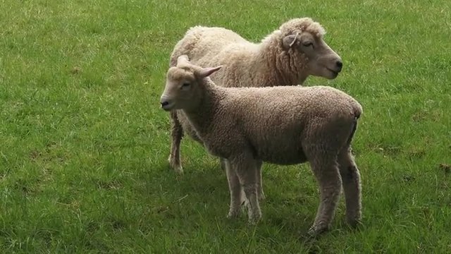  Two Merino sheep mother and lamb in the paddock New Zealand