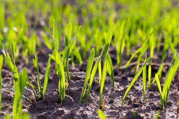 Green wheat   close-up  