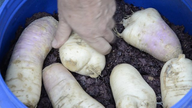 Brovada Brovade Broade Cusine furlane Italian cuisine Cucina italiana Italienische K&uuml;che