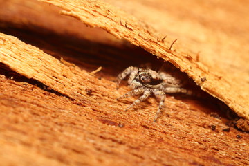 Small jumping spider