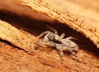 Small jumping spider