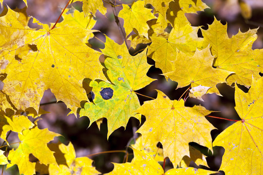 autumn leaves .  closeup  