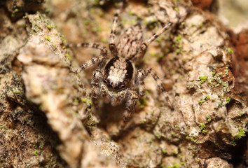 Small jumping spider