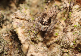 Small jumping spider