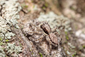 Small jumping spider