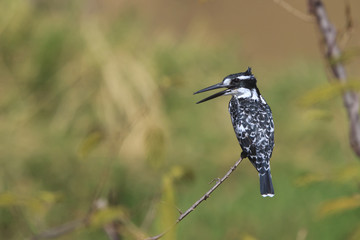 Pied Kingfisher bird