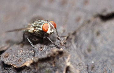 Bug and small insect