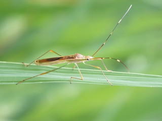 rice bug