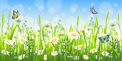 Fototapeta na wymiar Flower meadow in summer with butterfly