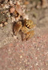 Small jumping spider