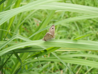 Brown Butterfly 