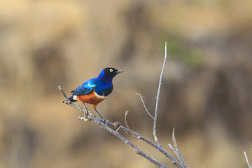 Superb Glossy Starling bird