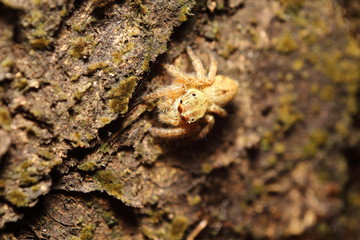 Small jumping spider