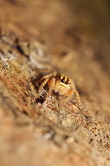 Small jumping spider